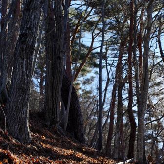 いい感じの木漏れ日