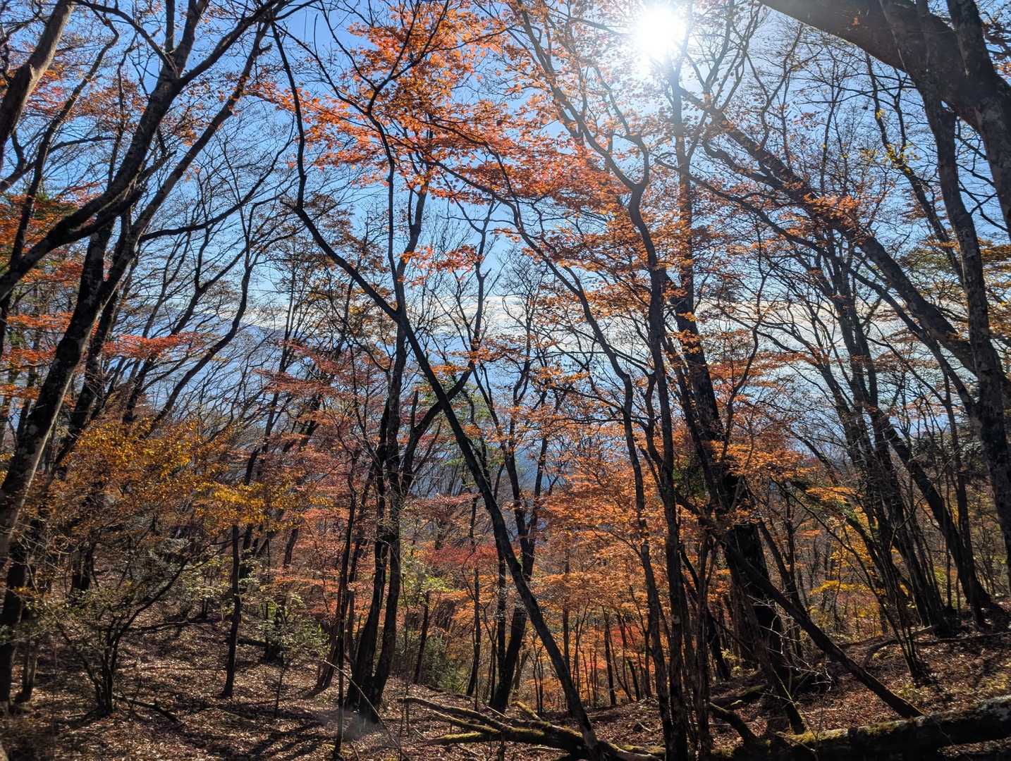 晩秋ですね😊