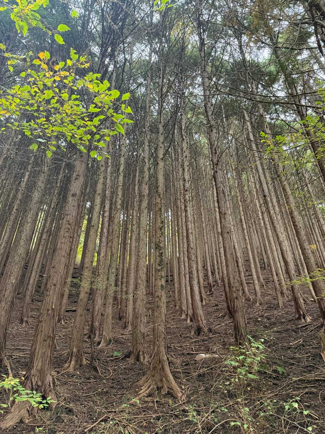 きれーにまっすぐ整列してます