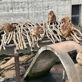 打吹公園のお猿さん🐵