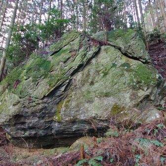 登山道から３分ほど逸れたところにある巨岩、まっとう岩です。周辺が杉林になるまでは紀ノ川の対岸からも見えたため、天野を目指す目印になったそうです。この辺りはすでに世界遺産エリアです。