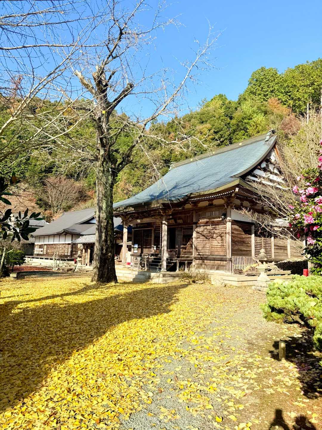 千手寺は銀杏の絨毯でした