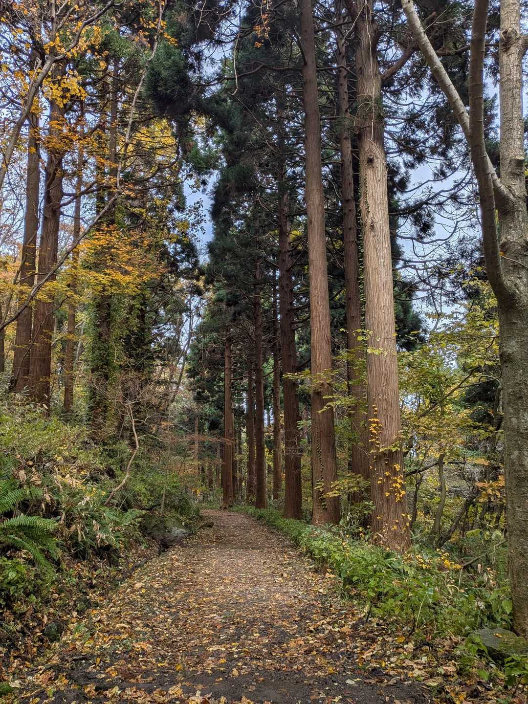 小樽周辺にはない「見事な杉林」並木
函館の皆様、函館山の自然を守って下さいね🤣
