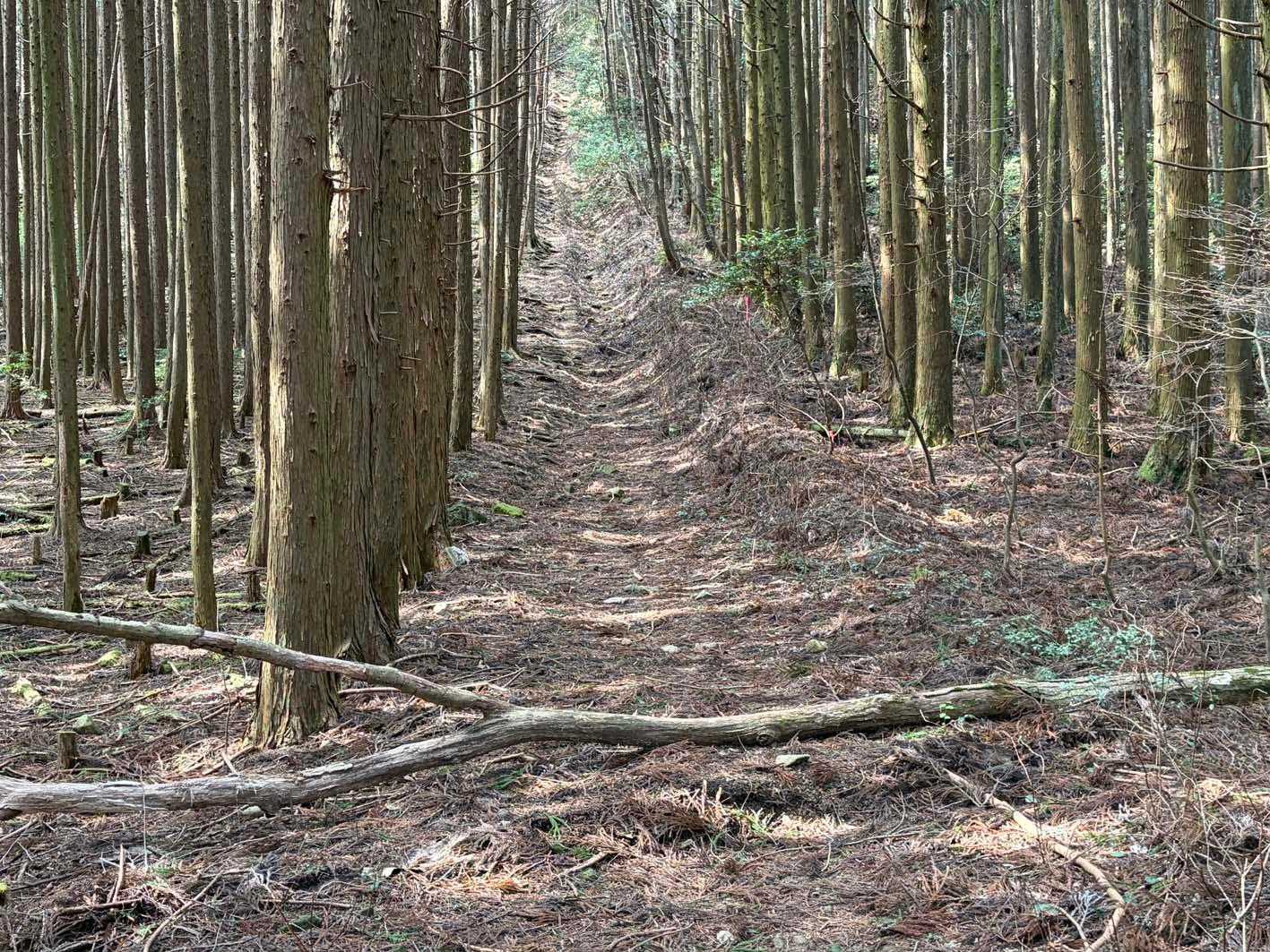 急登だけど足がとられる程ではないので快適🎶