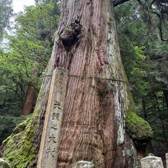 大きい、コブも大きい