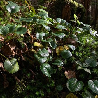 　帰りは、中コースで時短。
苔やイワカガミの葉が綺麗😍