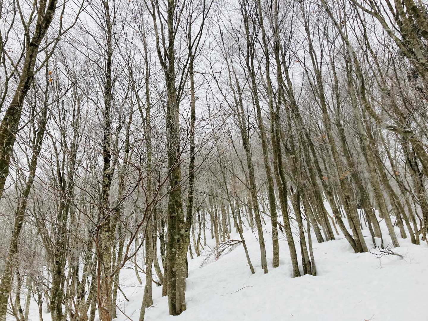 恐羅漢山 往復コースの写真