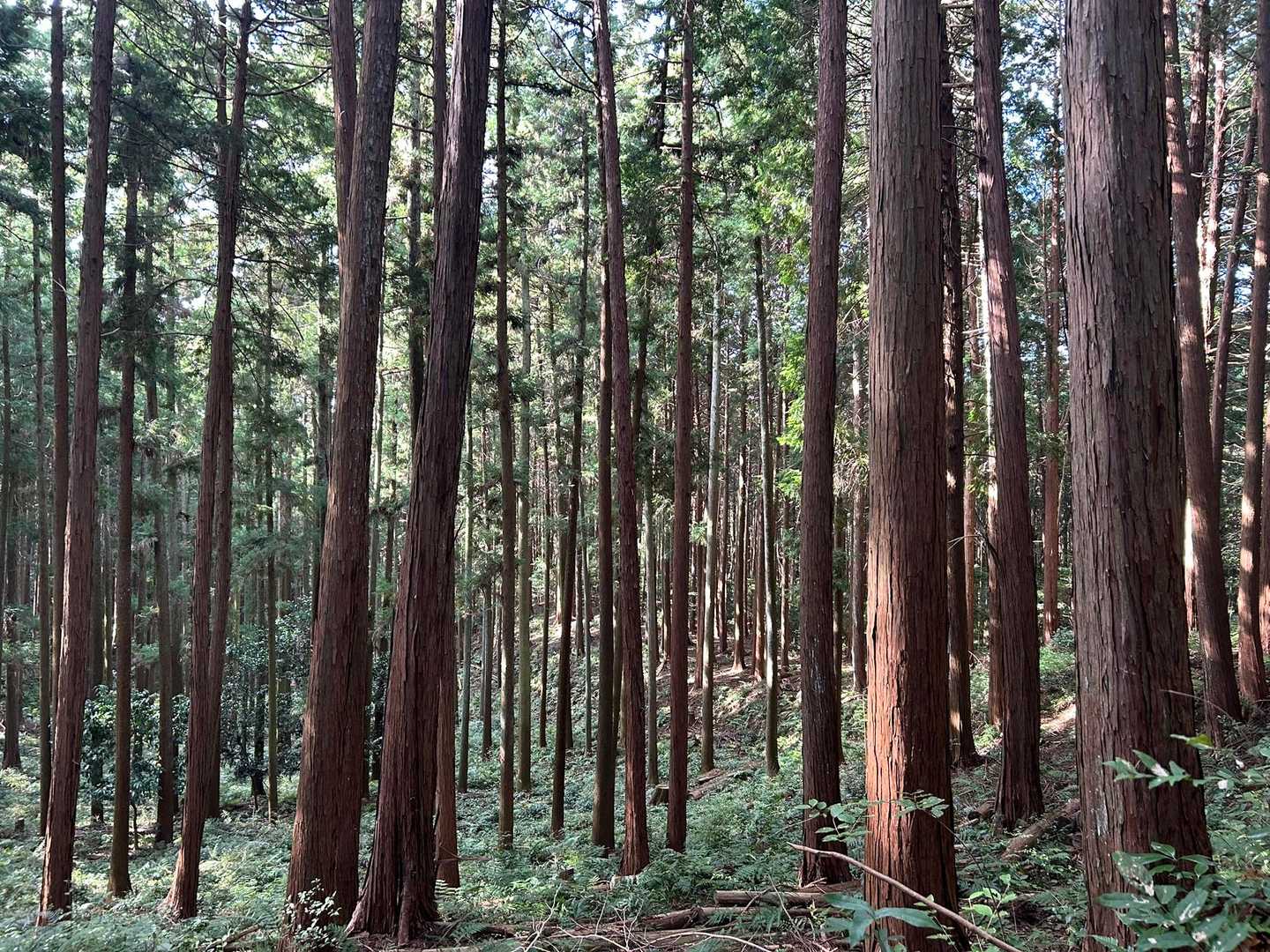 お天気がよいので先まで
