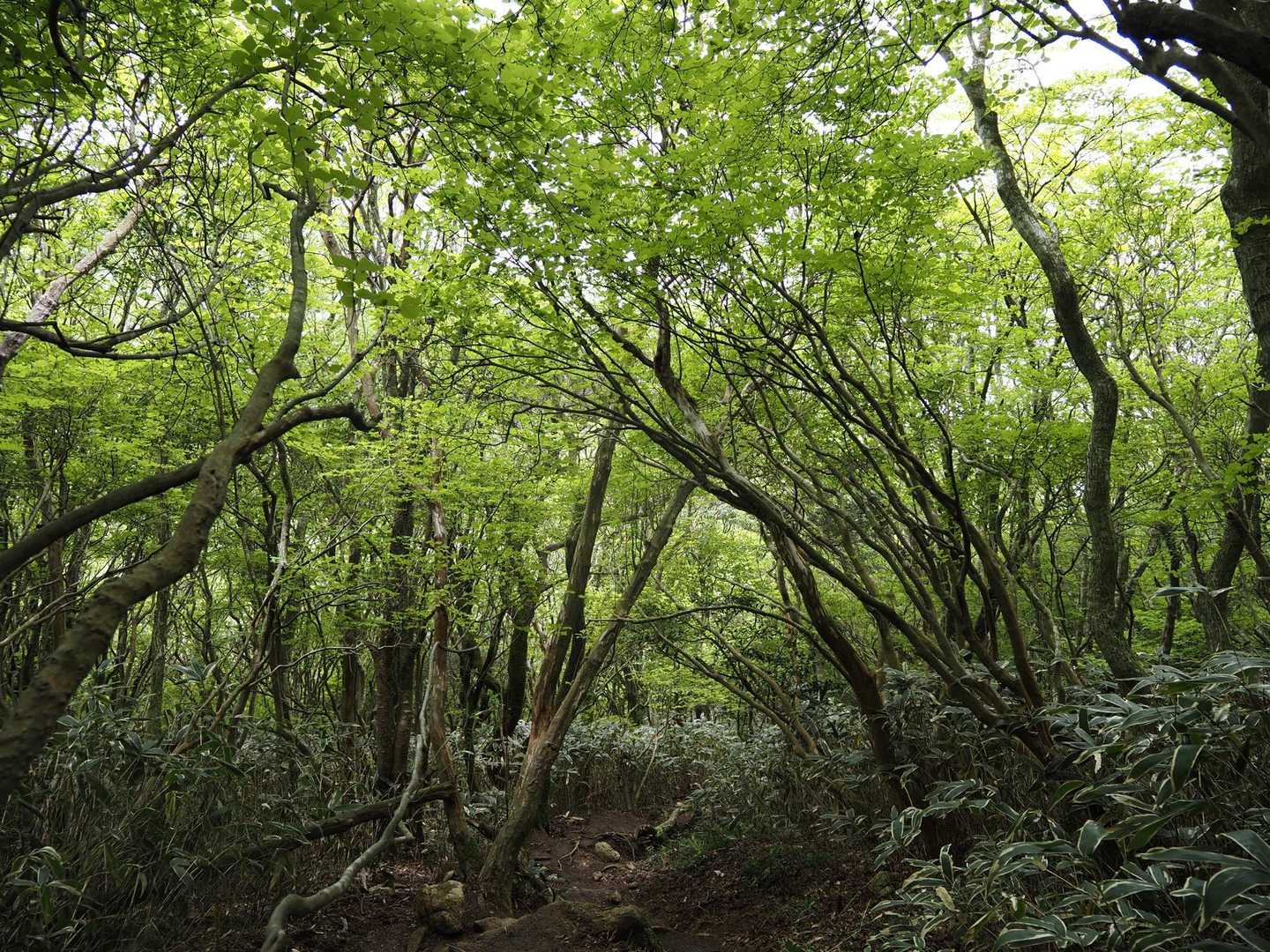 緑が目に優しい