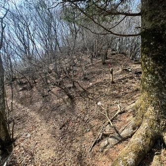 分岐
右の尾根を上がり日向峰へ向かう