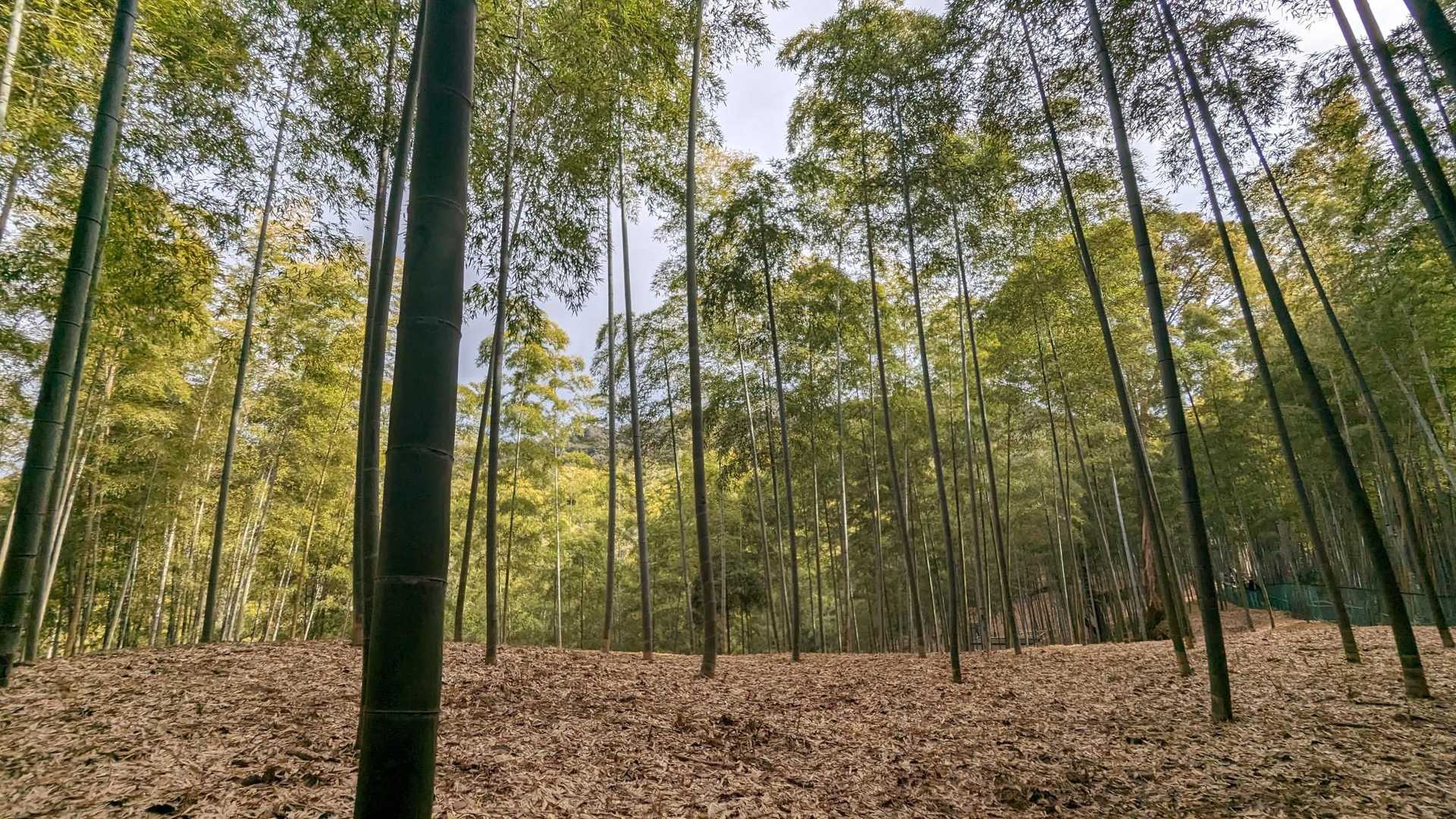 圧巻の千本鳥居を歩く、伏見稲荷山歩の写真