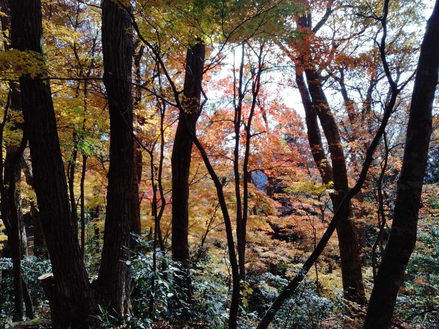 大正寺登山口-榎坂峠-文殊山 往復コースの写真