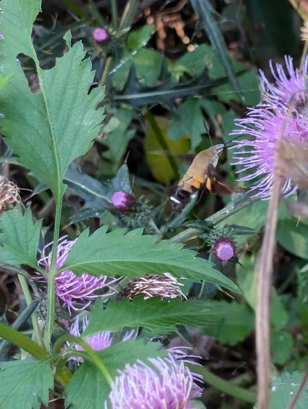 スズメガ🐝