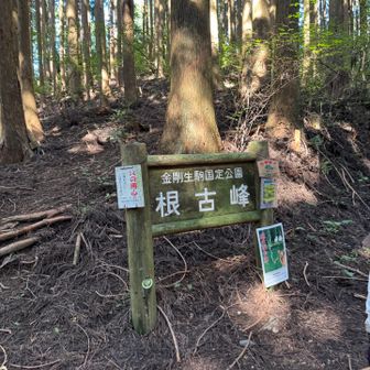 なだらかな尾根沿いを進んでいく道は歩き易くて、おしゃべりが弾みます♪