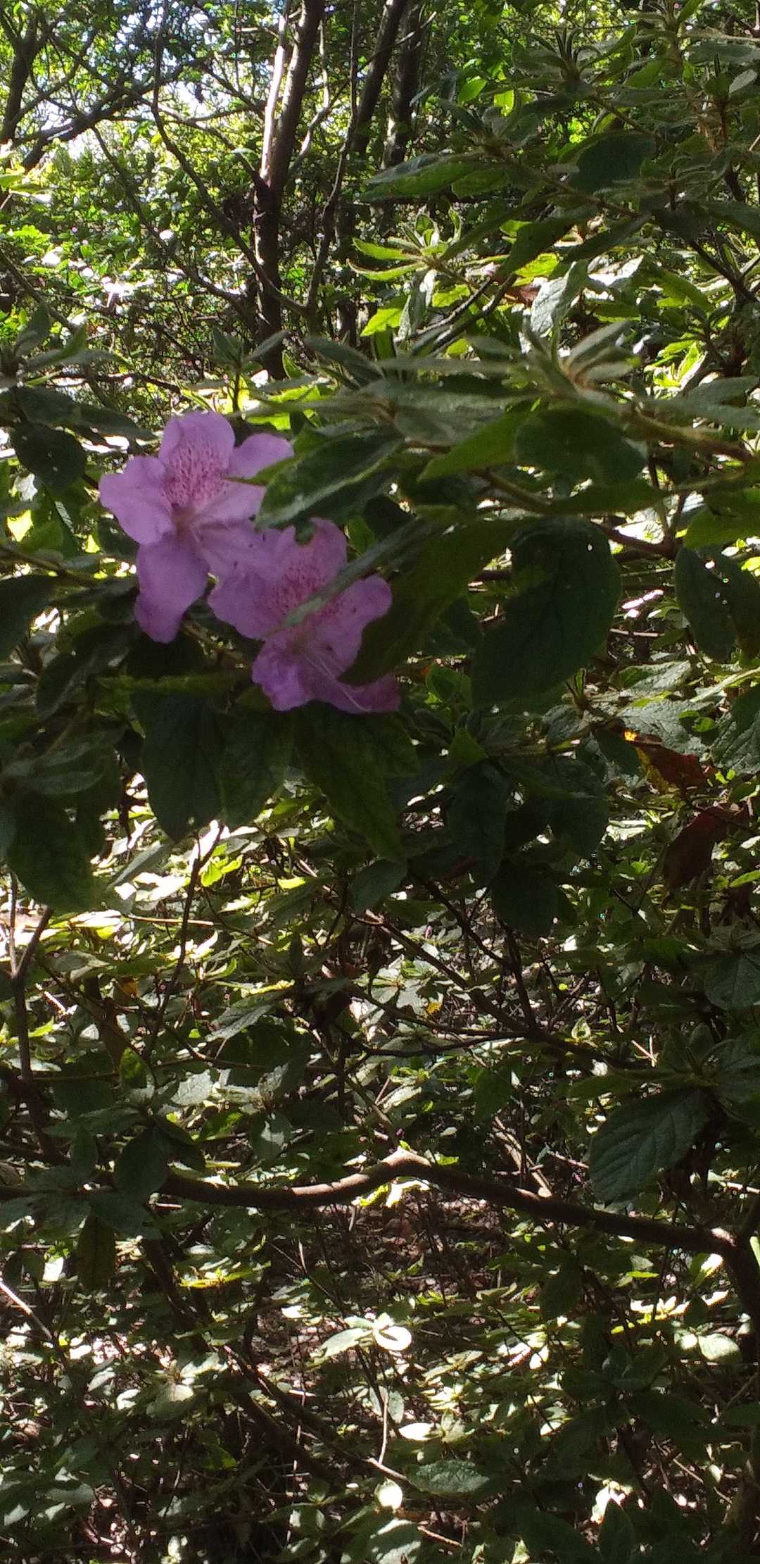 ツツジ。