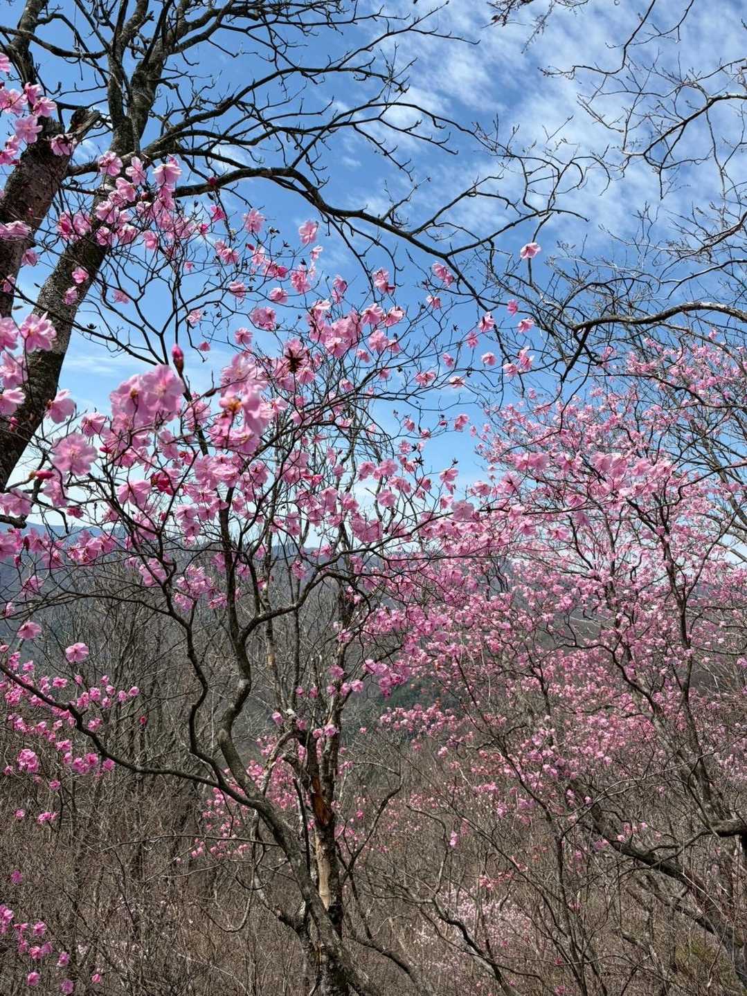 西上州の岩山歩き。アカヤシオを訪ねて。 / NIの登山データ | YAMAP