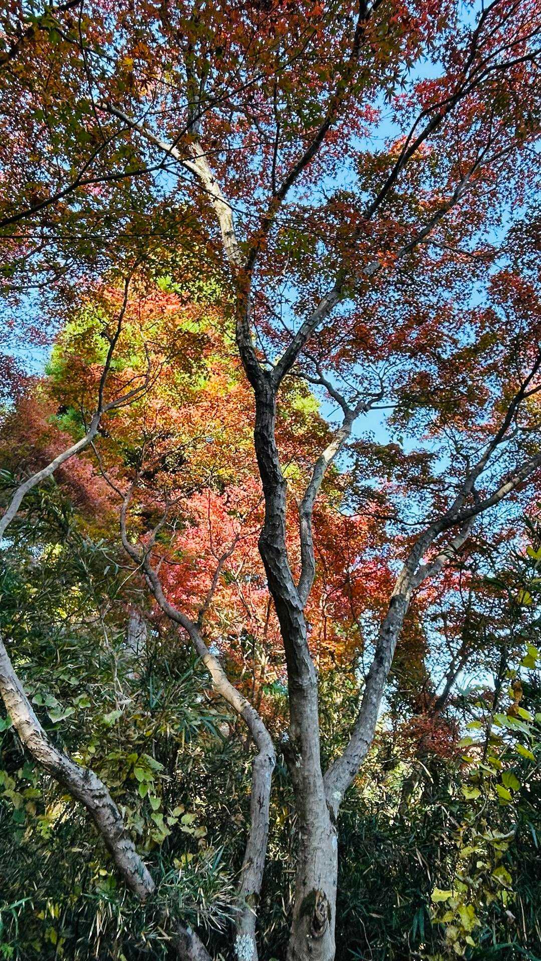 稲荷山コース入口-稲荷山-一丁平園地 往復コースの写真
