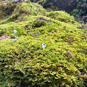 苔が綺麗…こだま✨