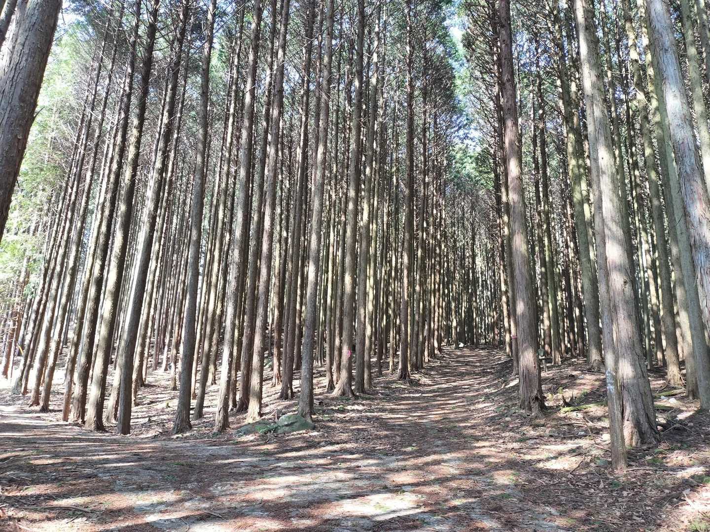 気持ち良い樹林帯