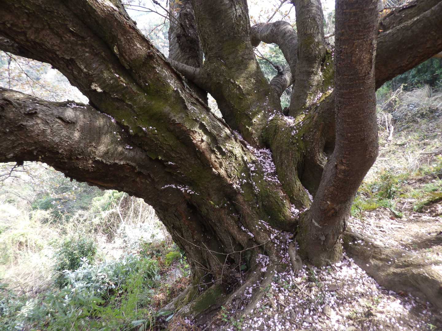 根本は太く、枝ぶりもいいですね
