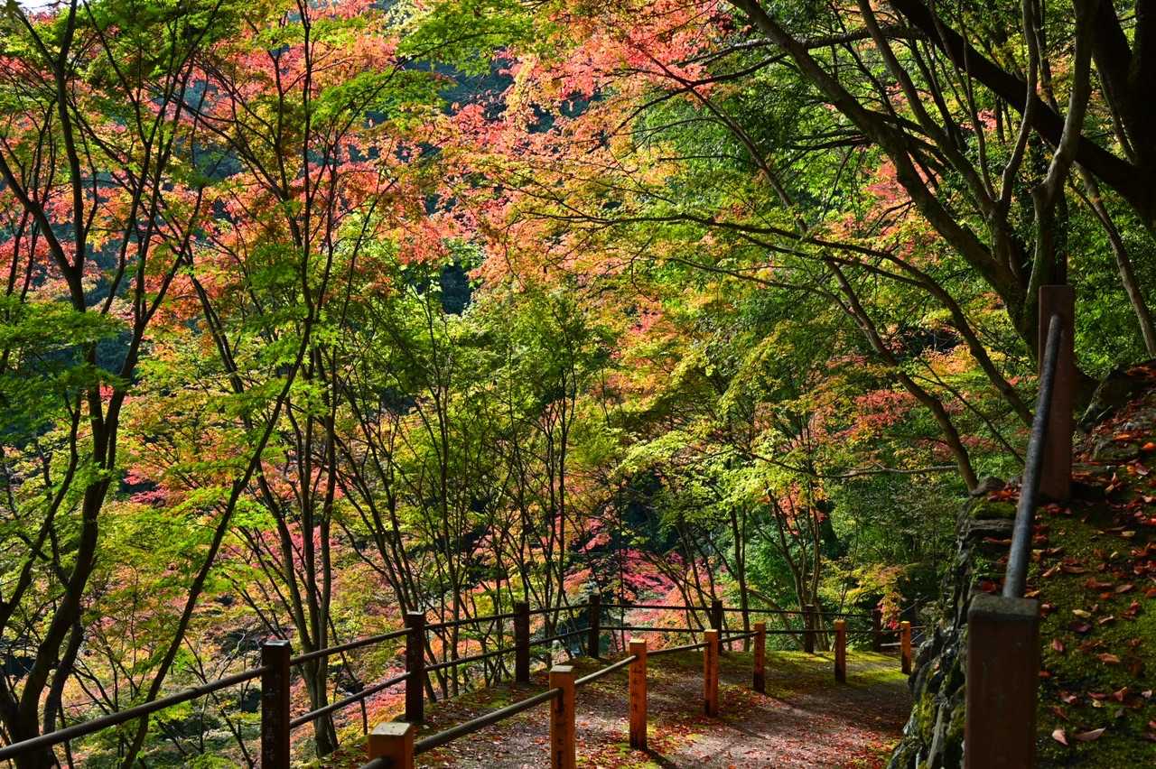 今日1日分の紅葉を満喫したかも^ ^