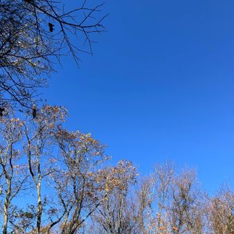 まぁ飯盛山ブルー🩵で良しとしよう👌
帰りは新道を選択し、林道だった。ホッ