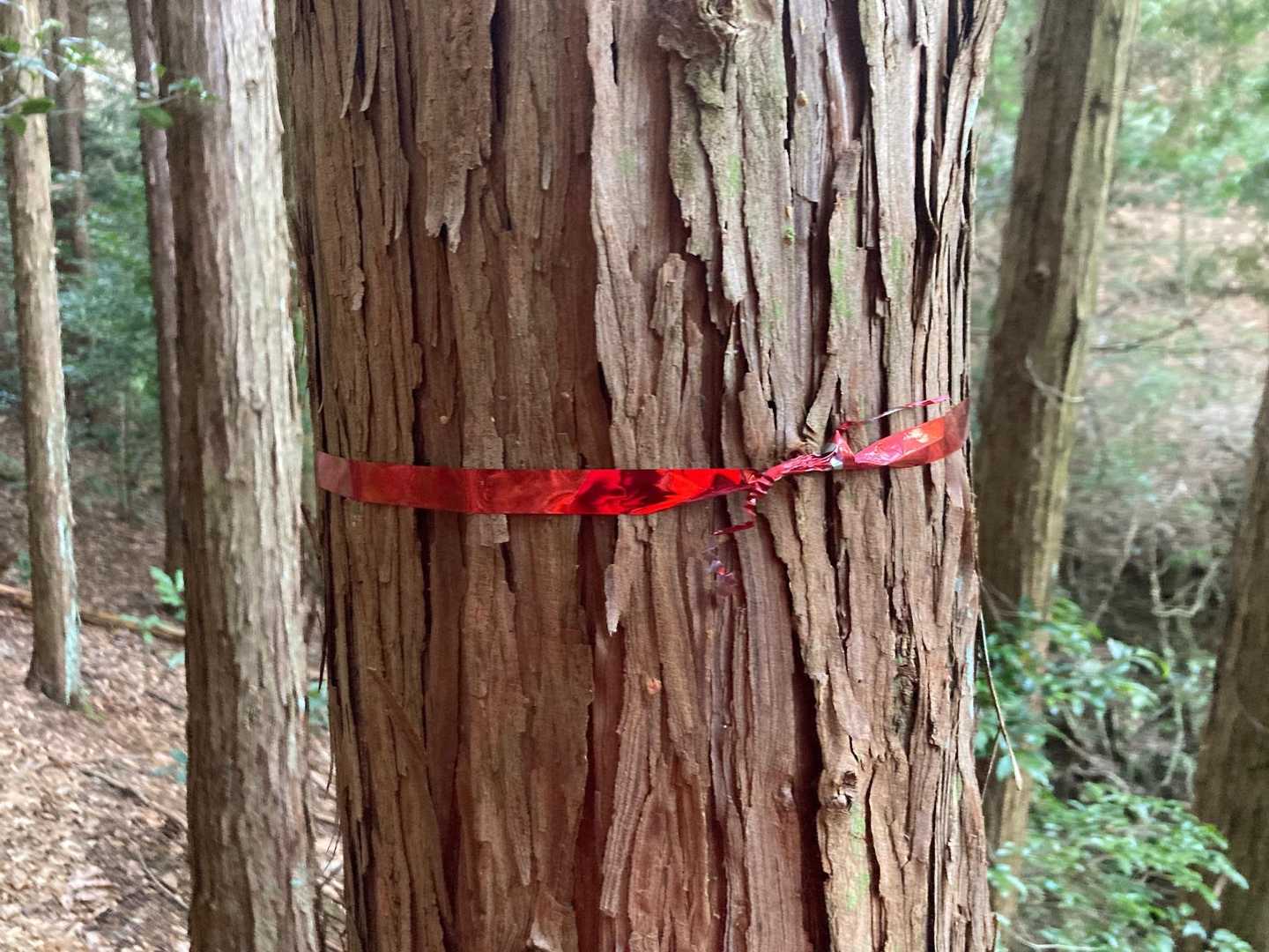 また道無き道を歩き、此処は何処やのぉ？
このリボンみたら、探検隊のみんなわかるねん！と🟥さんが言ってました。
🎀にはサッパリわからない。