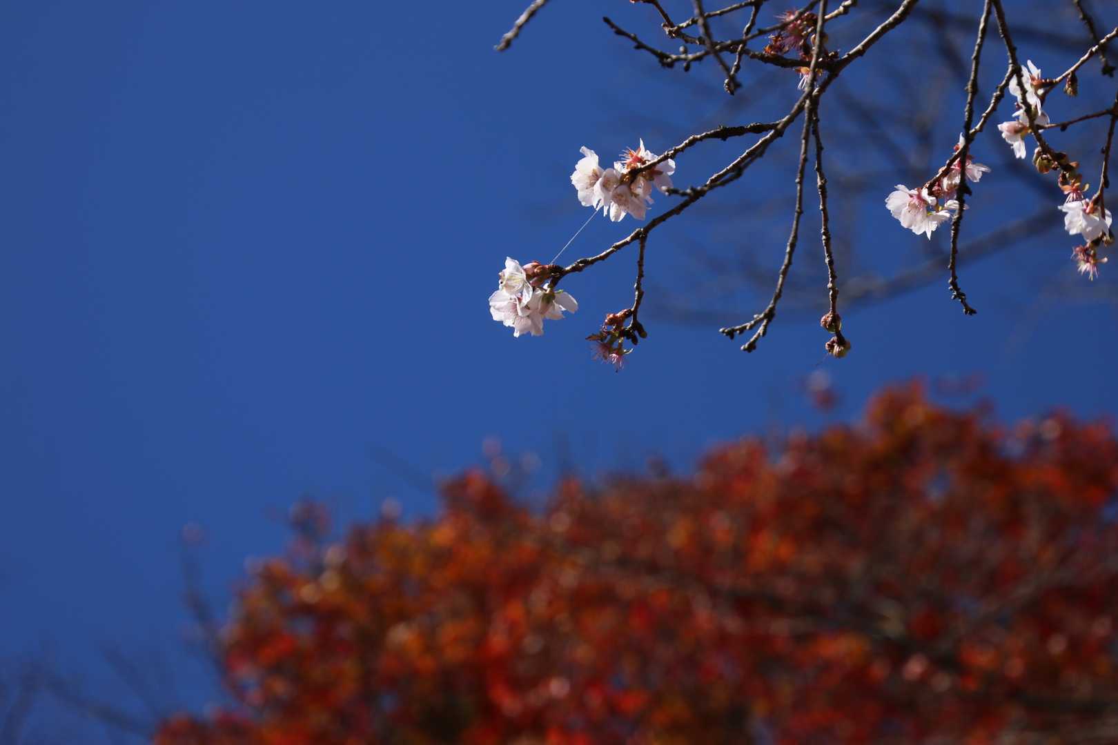 桜山 往復コースの写真