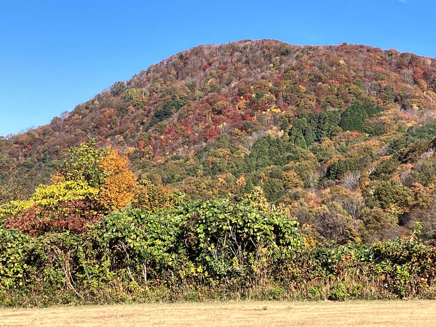 スキー場から大倉岳
こう見ると色づいてたんだなぁ