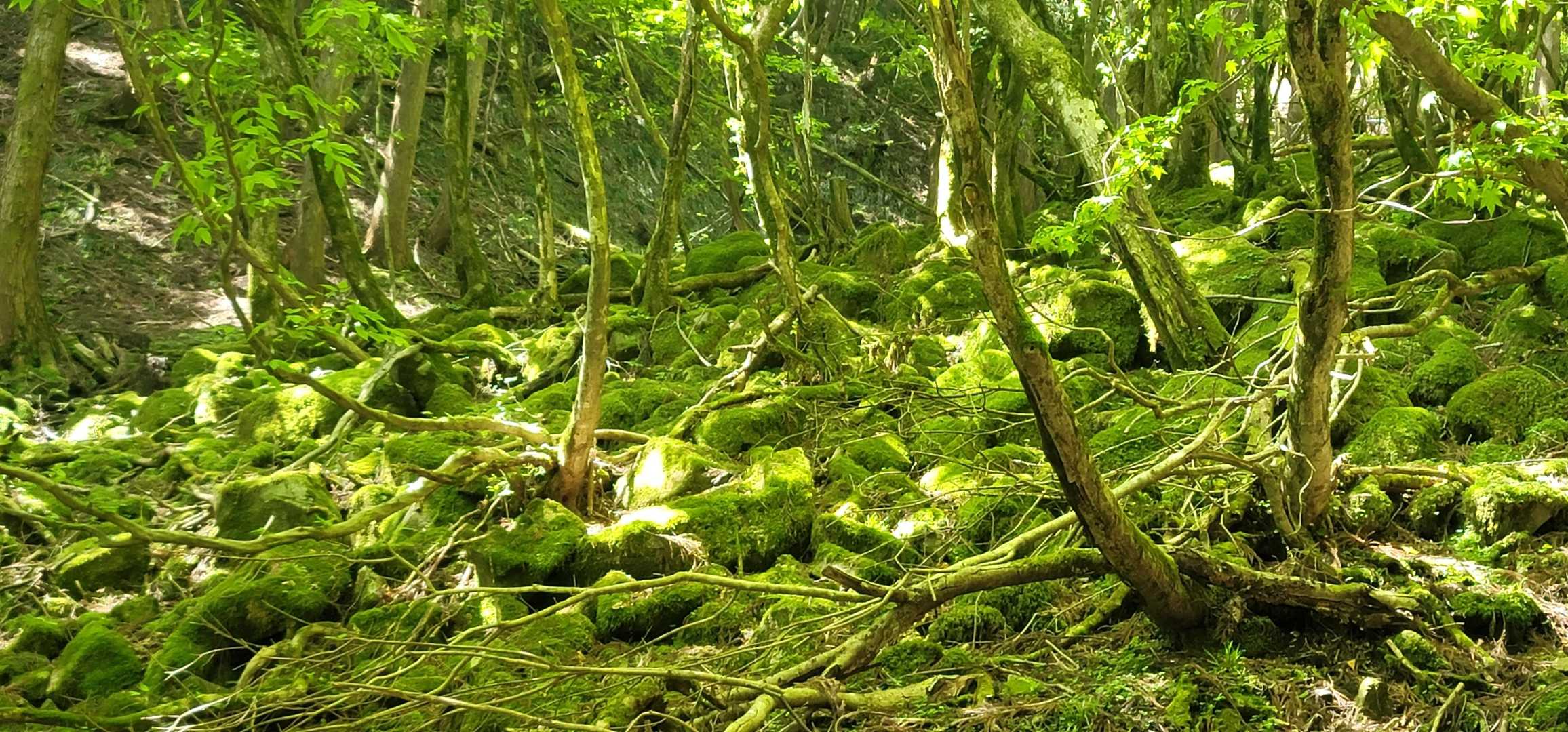 この緑感〰️😃やわらかい
