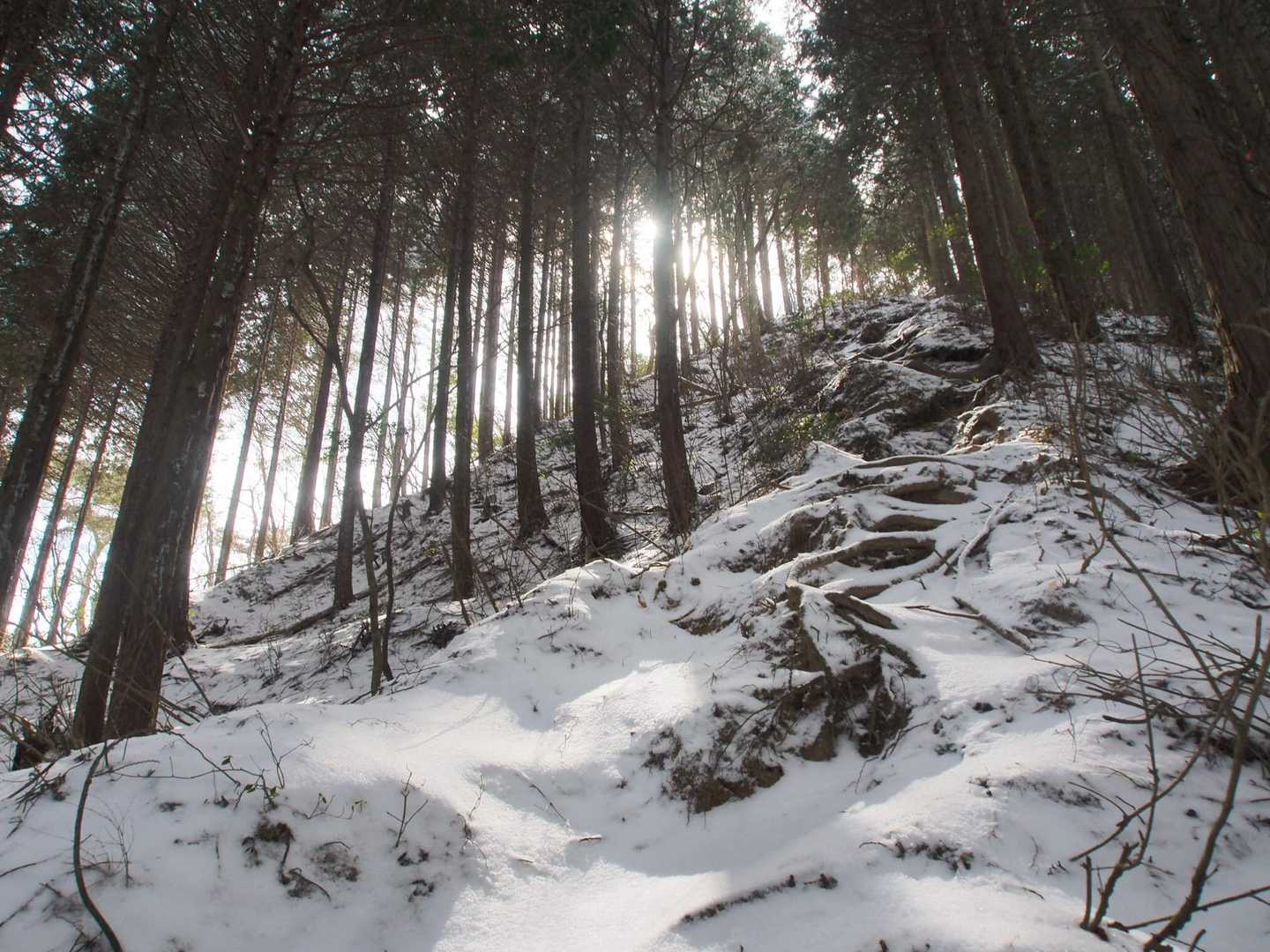ラスボスの登り。雪で少し滑るので木の根などを掴みながらの四足歩行🦍💦要所にはロープがあって助かります🙏