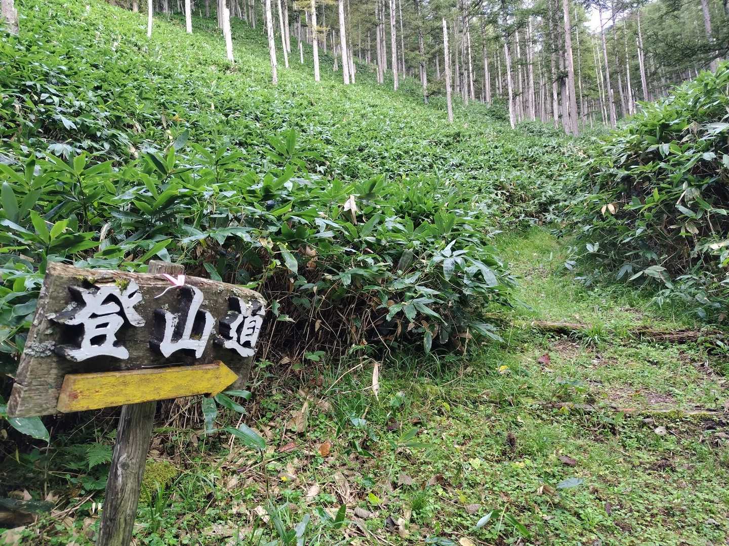 作業道終点🪧
ここで道はほぼ直角に右に折れる➡️
ここから沢地形に突き当たり…🚶‍♂