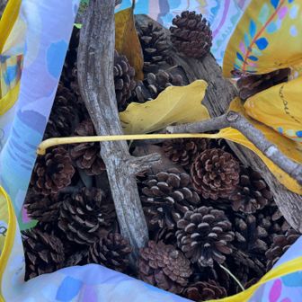 松ぼっくり大量に拾いながら