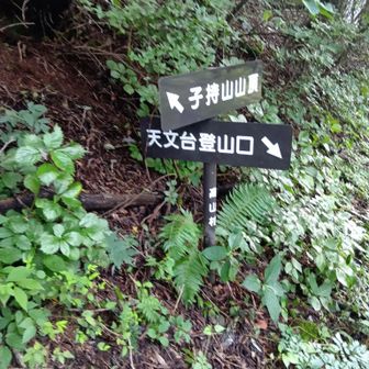 往路、ドコモ子持無線中継所。
分岐道標。