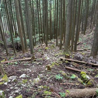 下りで一人だけすれ違い。静かな山行。