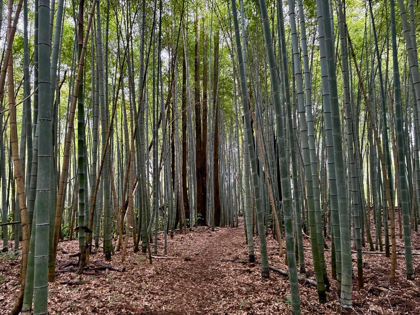 立派な竹林