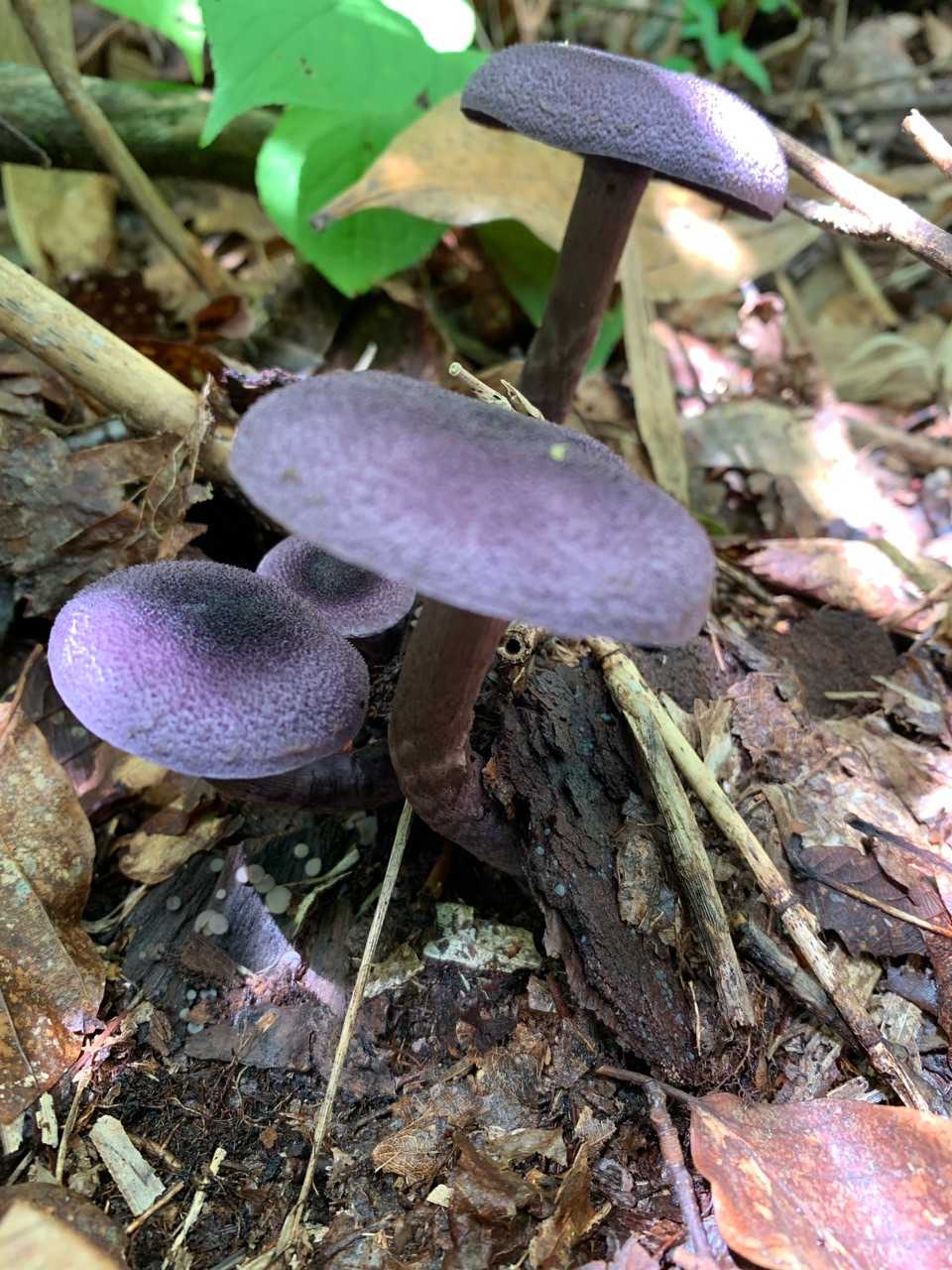 ⑤紫くん→ムラサキフウセンタケ　可食