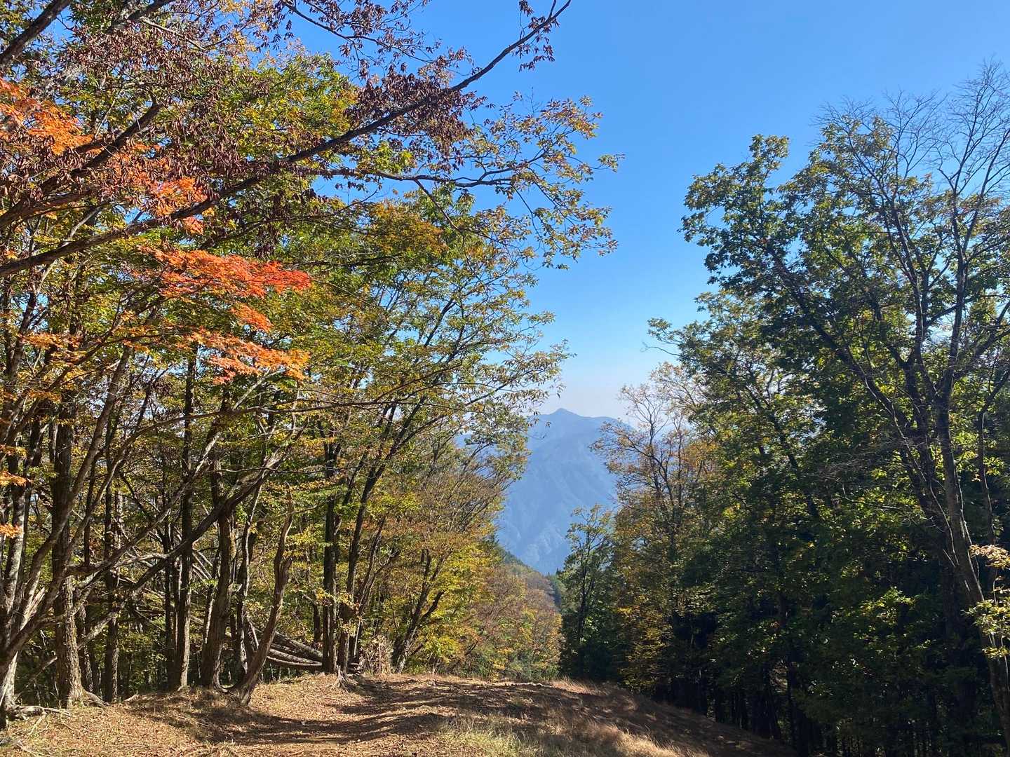 大岳山
ここの降りは急でした😆