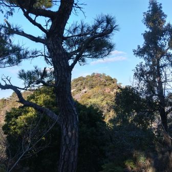 振り返り、あれが太郎丸でした。