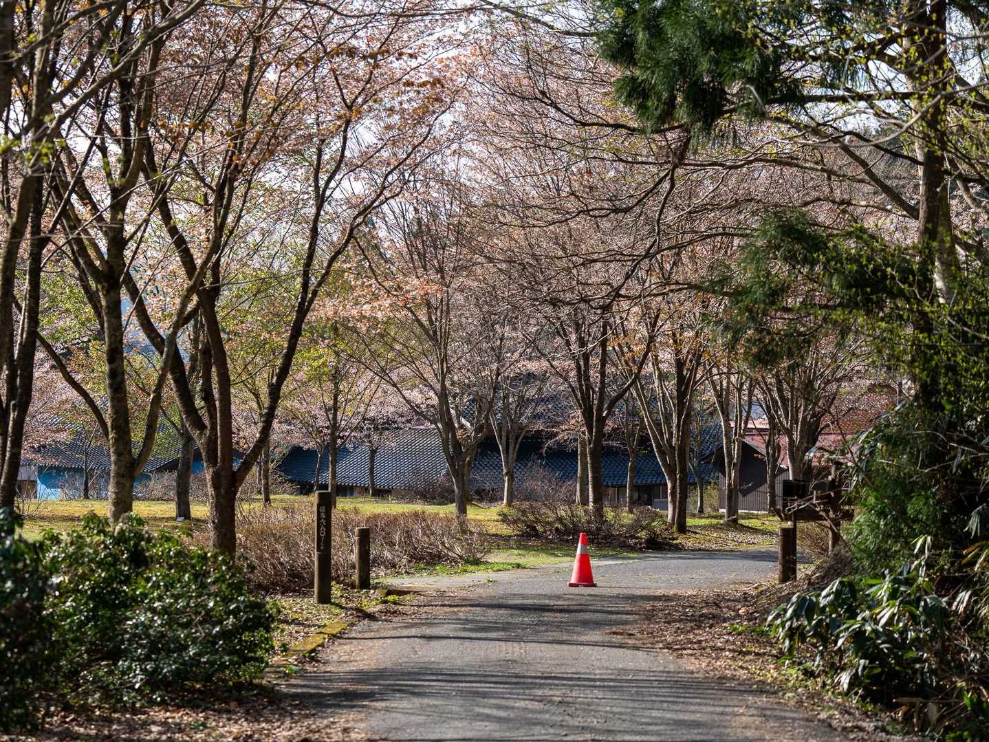 本日の気温は、12℃
桜は半分くらい散ってるな