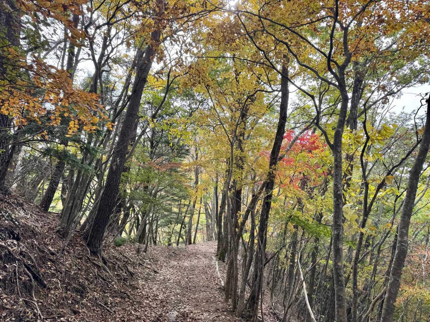 🍁