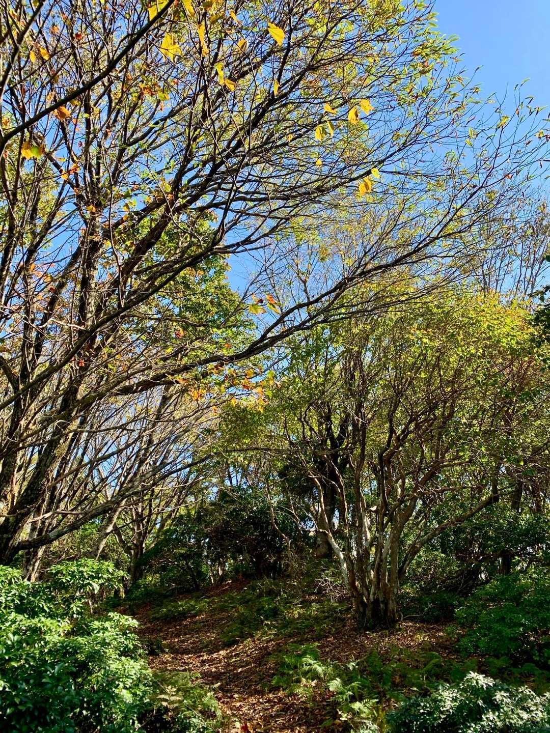 千町峠-段ヶ峰 往復コースの写真
