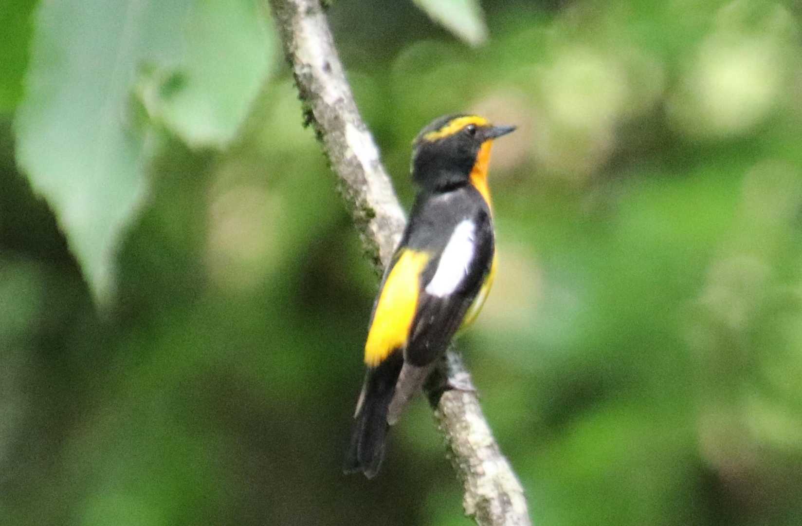 キビタキ