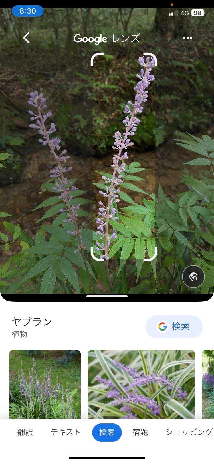 あ〜そうそう❗️ヤブランだったねー❗️
(※負けず嫌い発言💦)