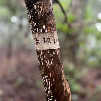 赤坂山です　分岐がわかりにくくていく時は通り過ぎてました