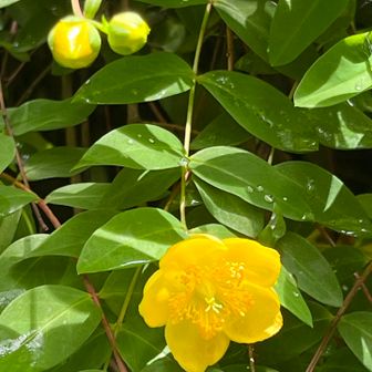 キンシバイ（金糸梅　オトギリソウ科）が咲き始めました