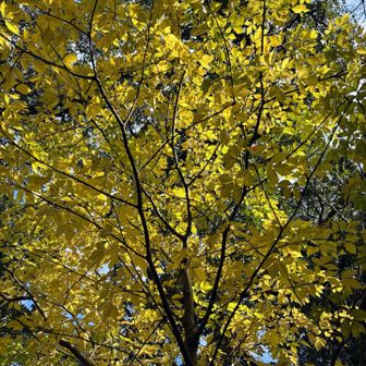 尾根道は黄色🟡