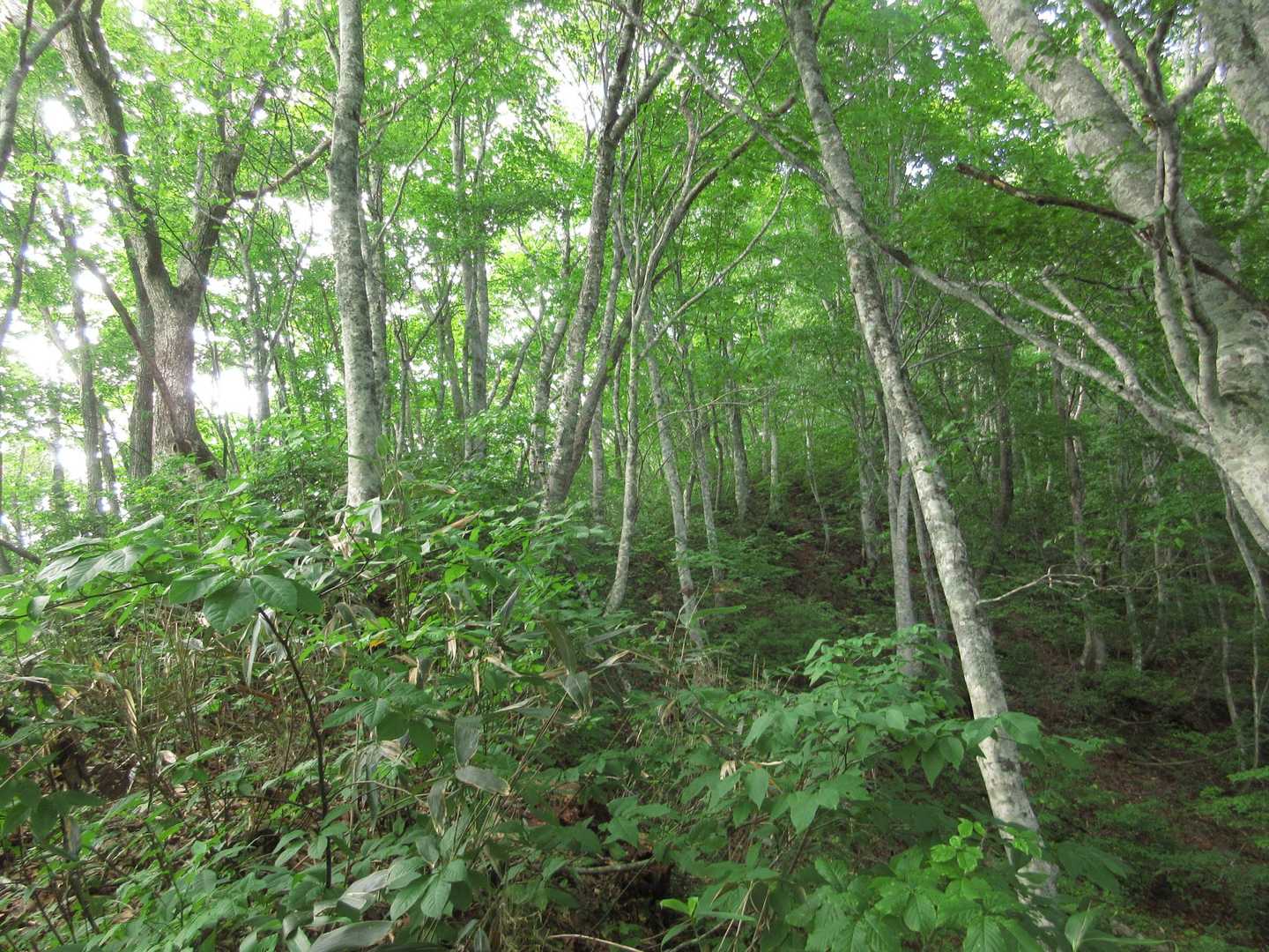 湯ノ倉山へ登り返し💦