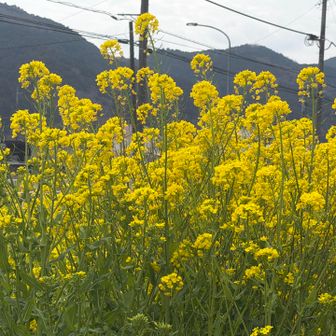 菜の花がお迎えしてくれました♪