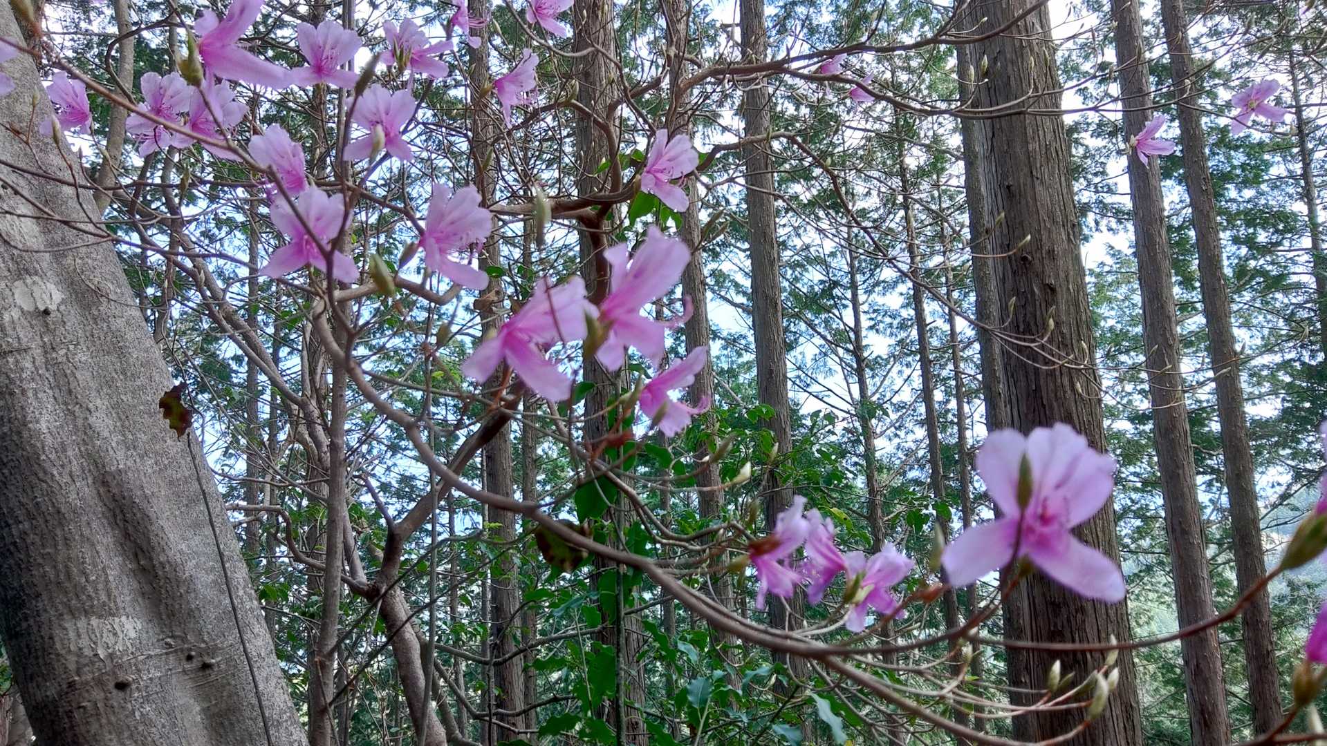 時々ヤマツツジ